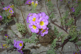 Image of twocolor phacelia