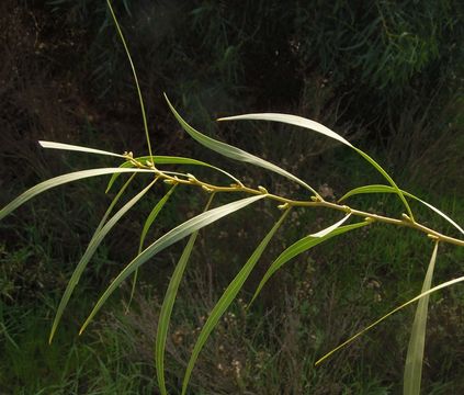 Image of orange wattle