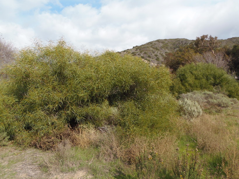 Plancia ëd Acacia saligna (Labill.) H. L. Wendl.