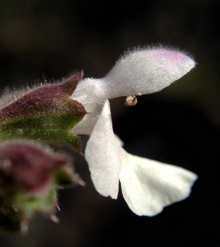 Imagem de Stachys rigida subsp. quercetorum (A. Heller) Epling