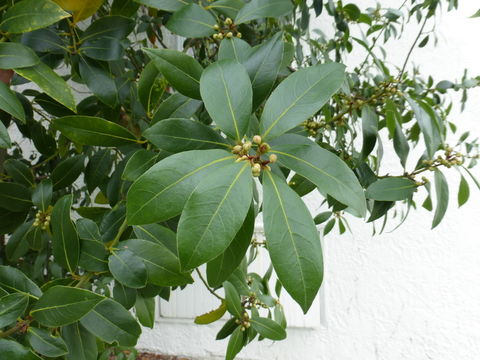 Image of Bay Laurel