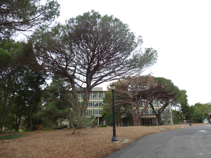 Plancia ëd Pinus pinea L.