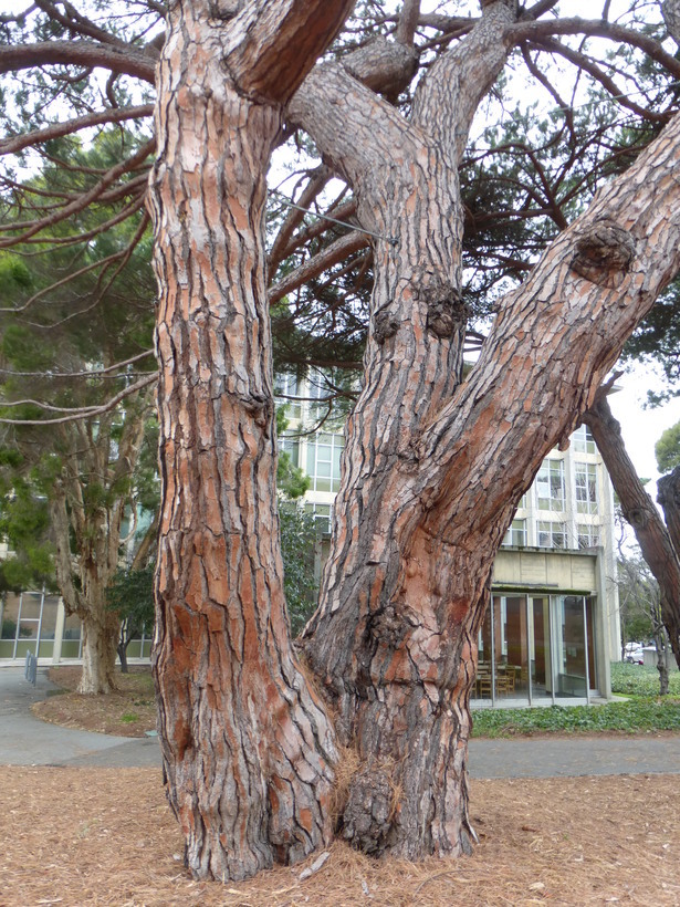 Image of Italian Stone Pine