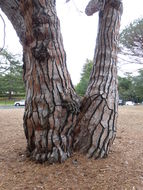 Image of Italian Stone Pine