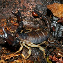 صورة Uroctonus