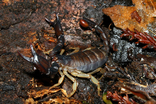 صورة Uroctonus mordax Thorell 1876