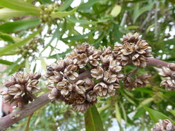 Tristaniopsis laurina (Sm.) P. G. Wilson & J. T. Waterhouse的圖片