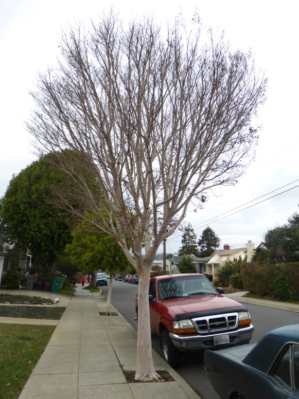 Image of Crape myrtle