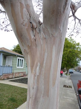 Image of Crape myrtle