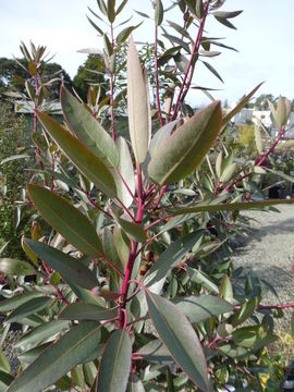 Image of Arizona madrone