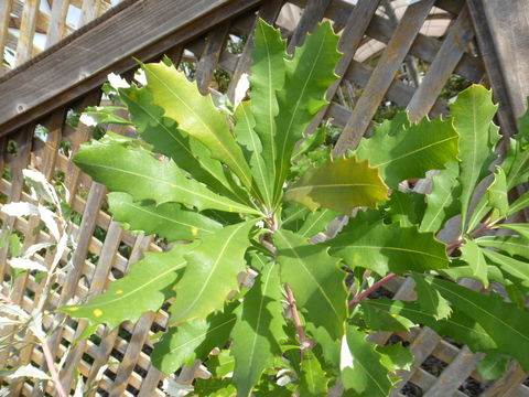 Image of coast banksia