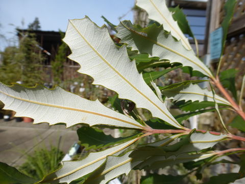 Image of coast banksia