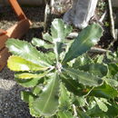 Image of golden stalk banksia