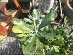 Image of golden stalk banksia