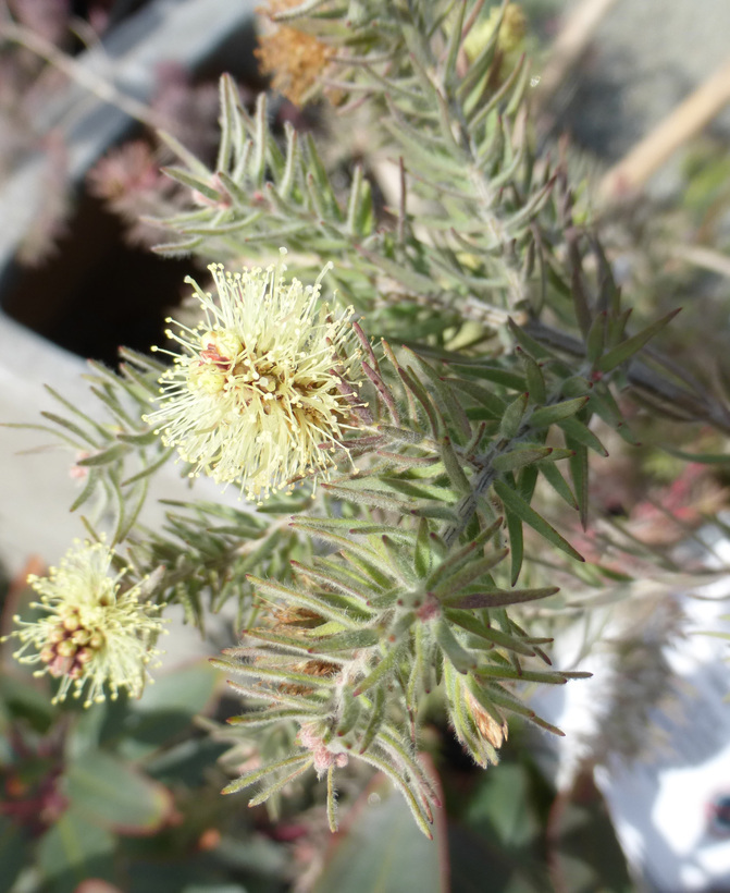 Image de Melaleuca incana R. Br.