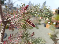 Melaleuca incana R. Br.的圖片