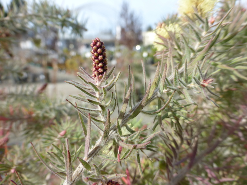 Melaleuca incana R. Br.的圖片