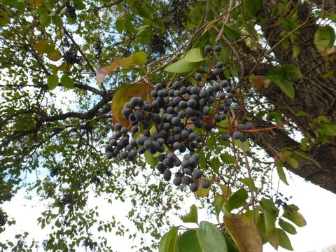 Image of glossy privet