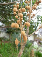 Слика од Paulownia tomentosa (Thunb.) Steud.