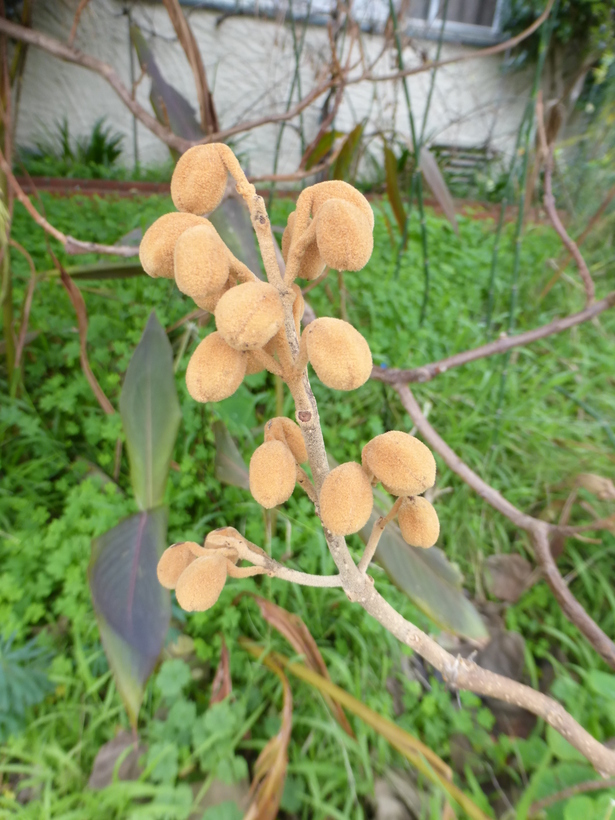 Слика од Paulownia tomentosa (Thunb.) Steud.