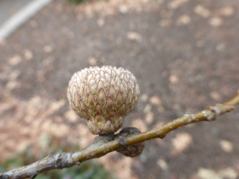 Image of Northern Red Oak