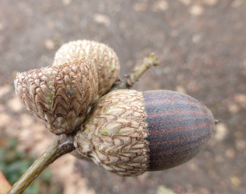 Image of Northern Red Oak