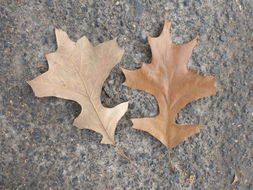 Image of Northern Red Oak