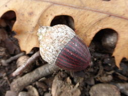 Image of Northern Red Oak