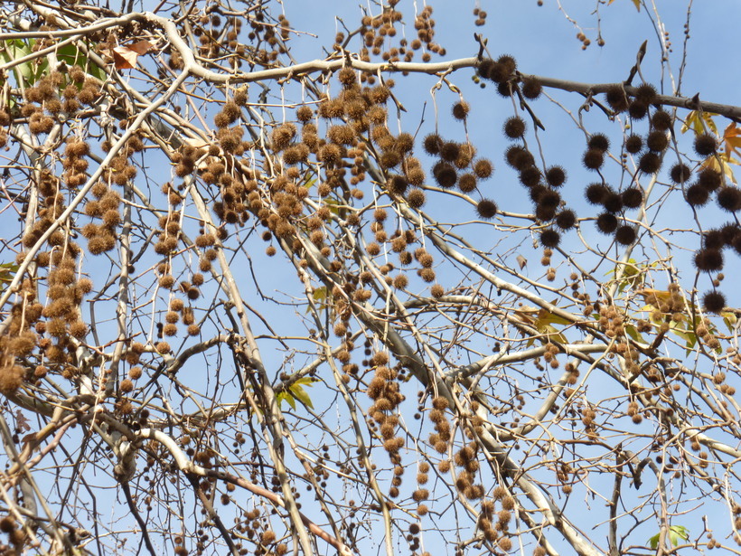 Image of Oriental Plane