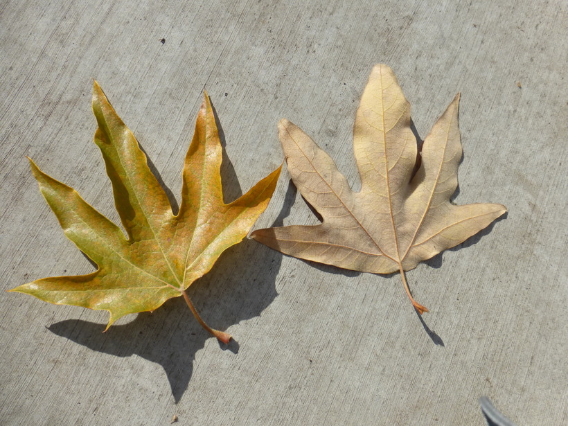 Imagem de Platanus orientalis L.