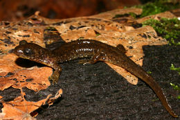 Image of Southern Torrent Salamander