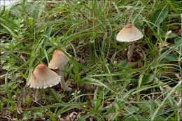 Image of Lepiota oreadiformis Velen. 1920