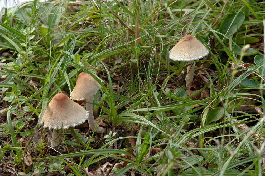 Image of Lepiota oreadiformis Velen. 1920