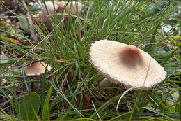 Image of Lepiota oreadiformis Velen. 1920