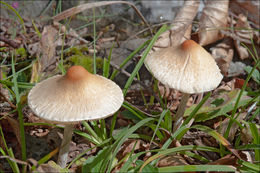 Image of Lepiota oreadiformis Velen. 1920