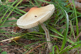 Image of Lepiota oreadiformis Velen. 1920