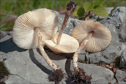 Image of Lepiota oreadiformis Velen. 1920