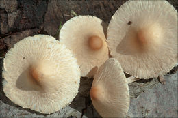 Image of Lepiota oreadiformis Velen. 1920