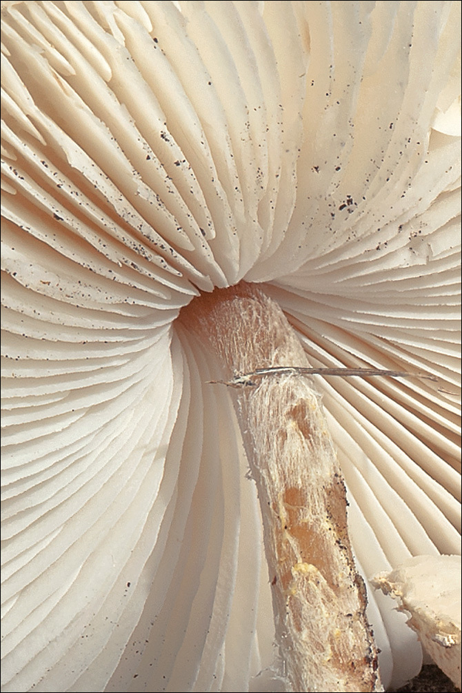 Image of Lepiota oreadiformis Velen. 1920