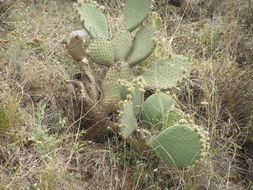 Image of <i>Opuntia durangensis</i>