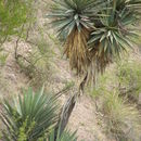 Image of Yucca grandiflora Gentry
