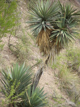 Image of Yucca grandiflora Gentry