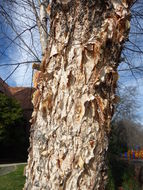 Image of Black Birch