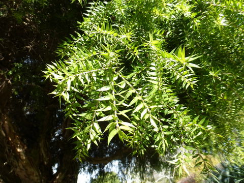 Image of prickly-leaf teatree