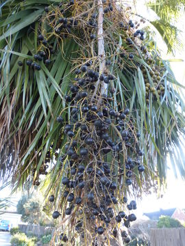 Image of Guadalupe palm