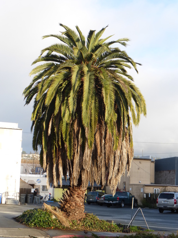 Image of Canary Island date palm