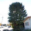 Image of Bhutan Pine