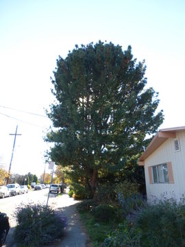 Image of Bhutan Pine