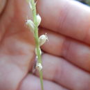 Image of white adder's-mouth orchid