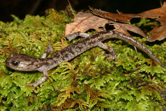 Image of Wandering Salamander